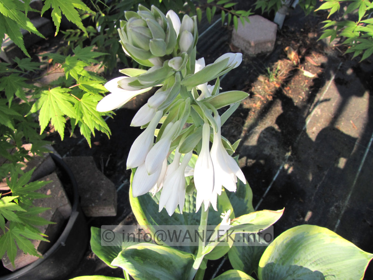 Hosta Hybride Samurai Bluete 2.JPG